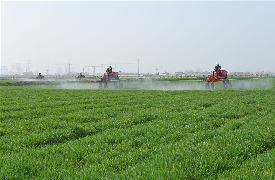 安徽淮南農場組織自走式植保機在麥田裡作業。