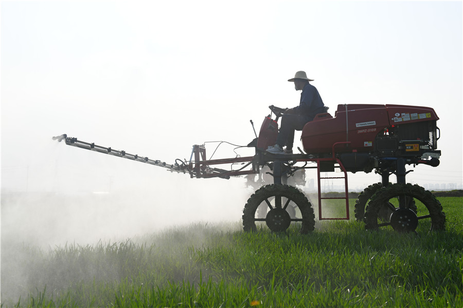 安徽淮南農場組織自走式植保機在麥田裡作業。