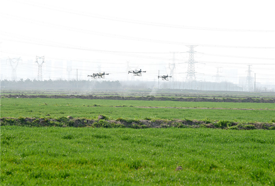 安徽淮南农场组织自走式植保机在麦田里作业。