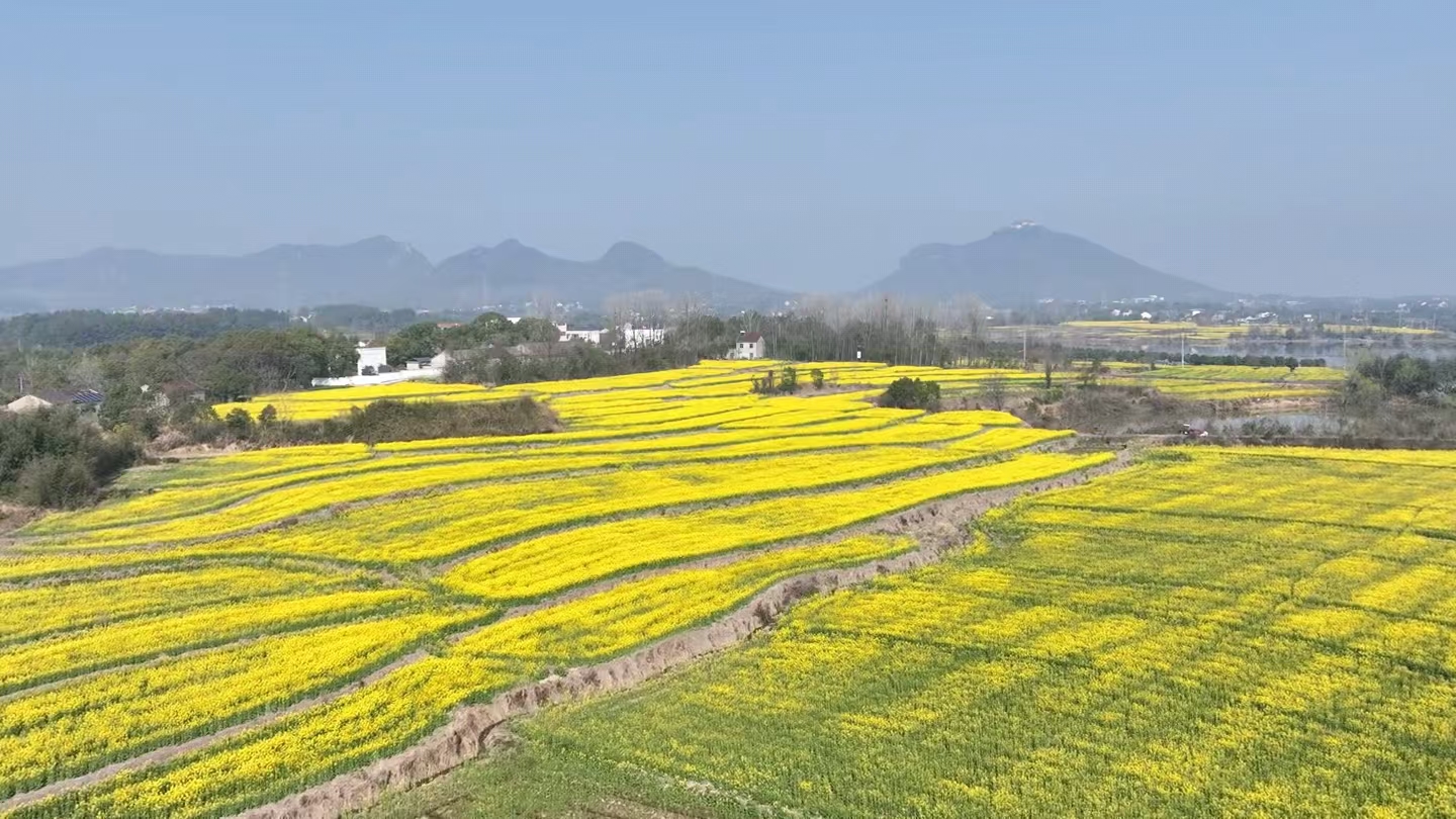 廬江縣樂橋鎮:萬畝油菜花開“金滿地”