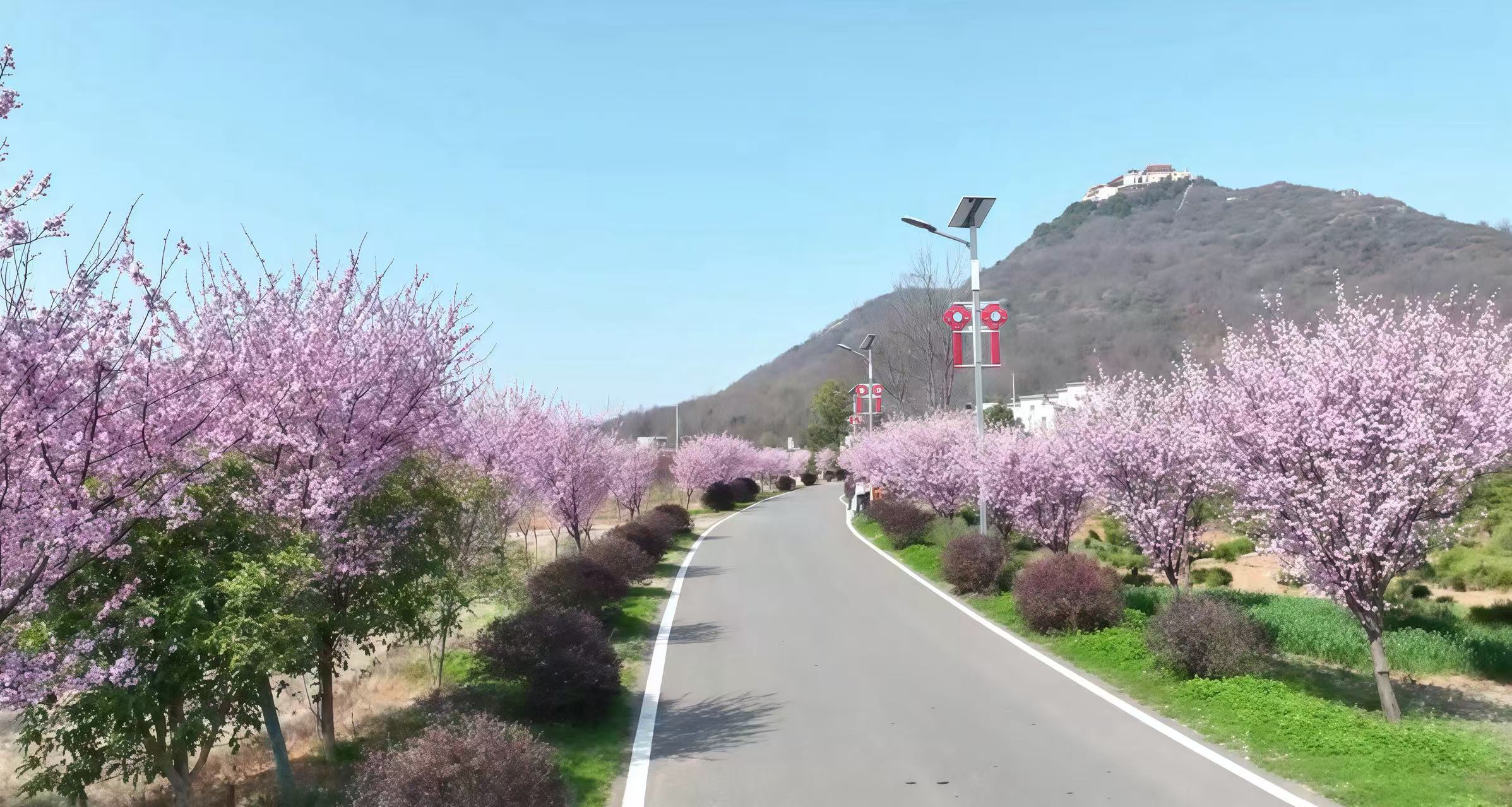 廬江縣樂橋鎮：萬畝油菜花開“金滿地”【3】