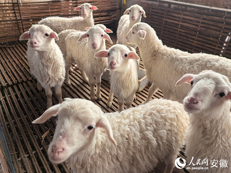 在羊圈，小羊羔的“咩咩”声此起彼伏。人民网记者 汪瑞华摄