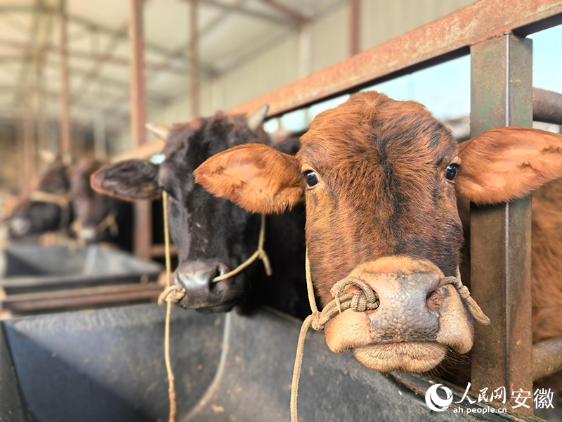 汤文辉饲养的旌德黄牛。人民网记者 汪瑞华摄