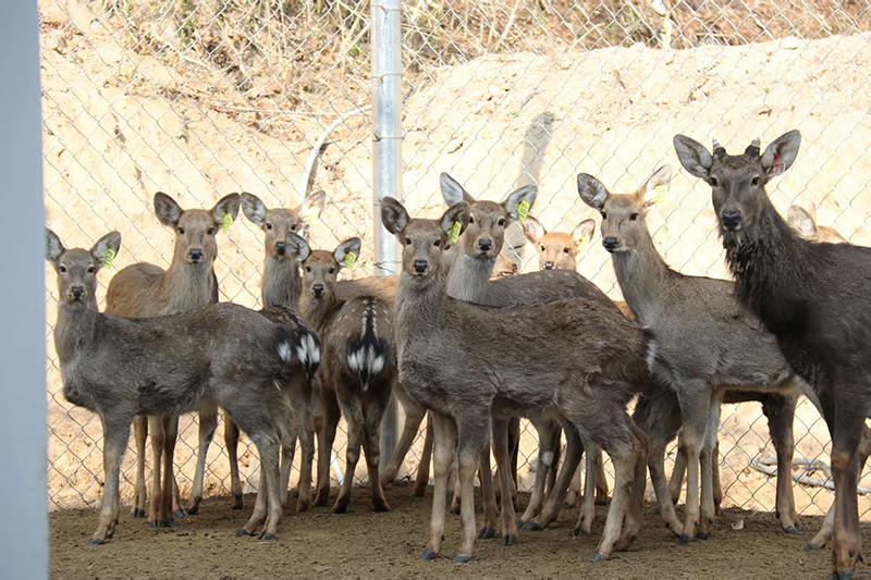 呦呦鹿鸣，成为春天的序曲。旌德县委宣传部供图