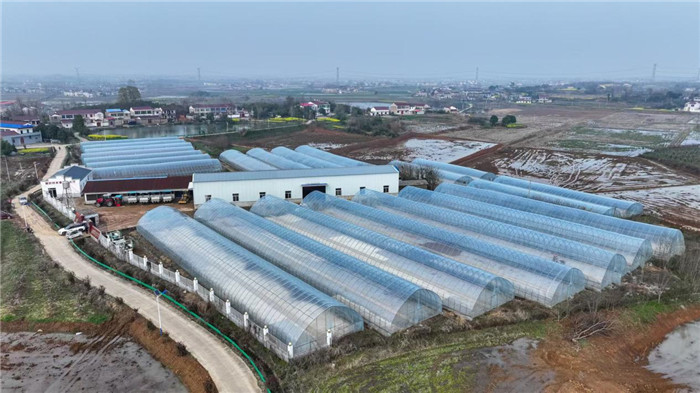 六安市金安春耕跑出“加速度” 。