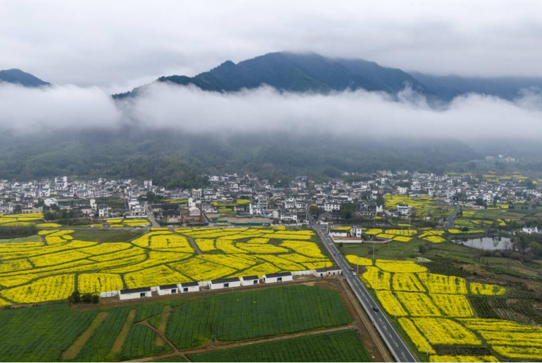 碧阳镇碧山村绽放的油菜花