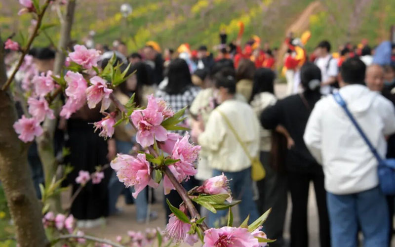 六安裕安区：万亩桃花朵朵开 春日盛景迎客来