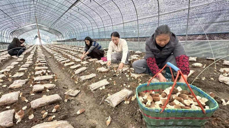 美溪乡兰湖村羊肚菌种植基地