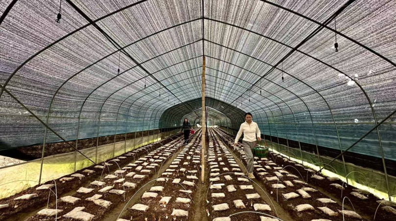 美溪乡兰湖村羊肚菌种植基地