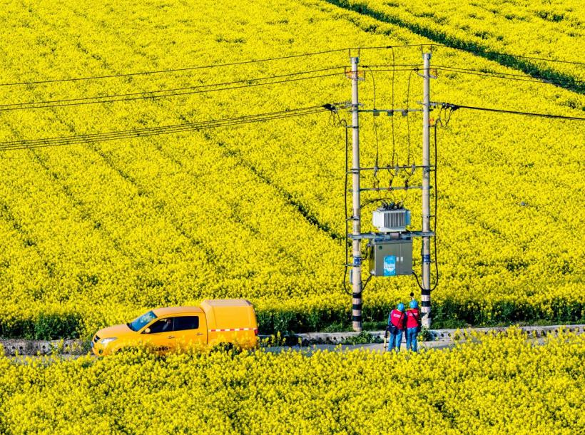 3月21日,安徽铜陵供电公司员工在普济圩千亩油菜花田排查用电安全隐患。郜小兵摄