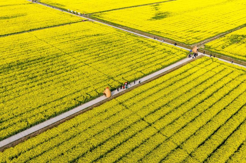 铜陵普济圩农场,千亩油菜花次第绽放,美不胜收。郜小兵摄