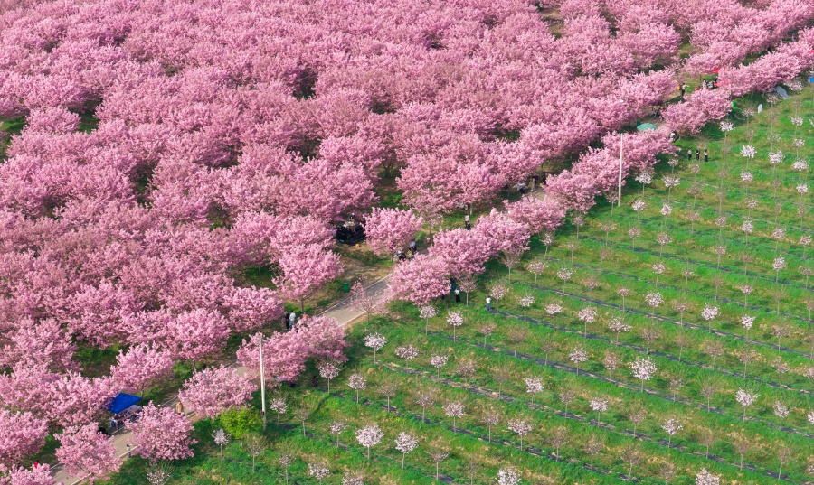 安徽全椒：櫻花開 游客來【2】