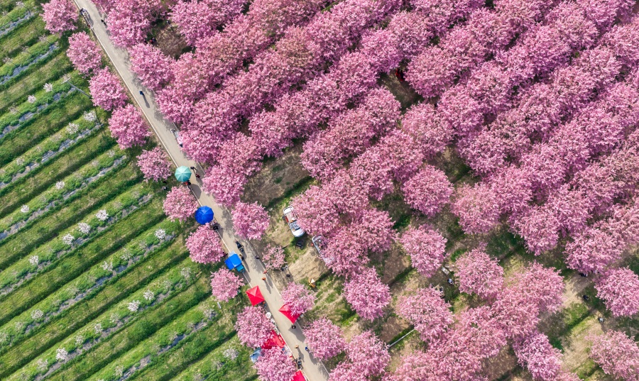安徽全椒：櫻花開 游客來