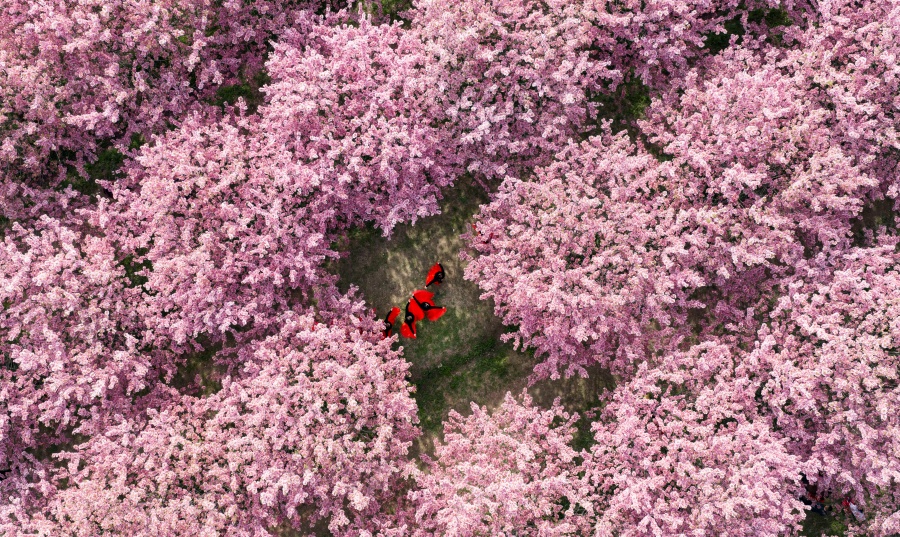 安徽全椒：櫻花開 游客來【4】