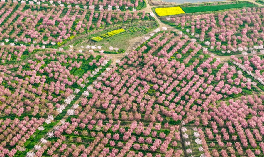 安徽全椒：櫻花開 游客來【5】