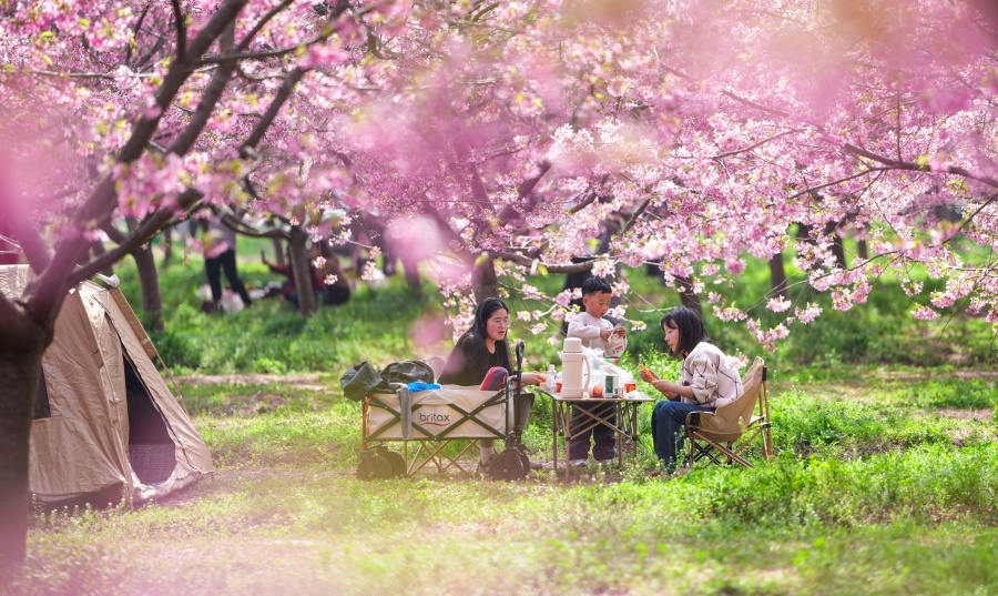 安徽全椒：櫻花開 游客來【6】
