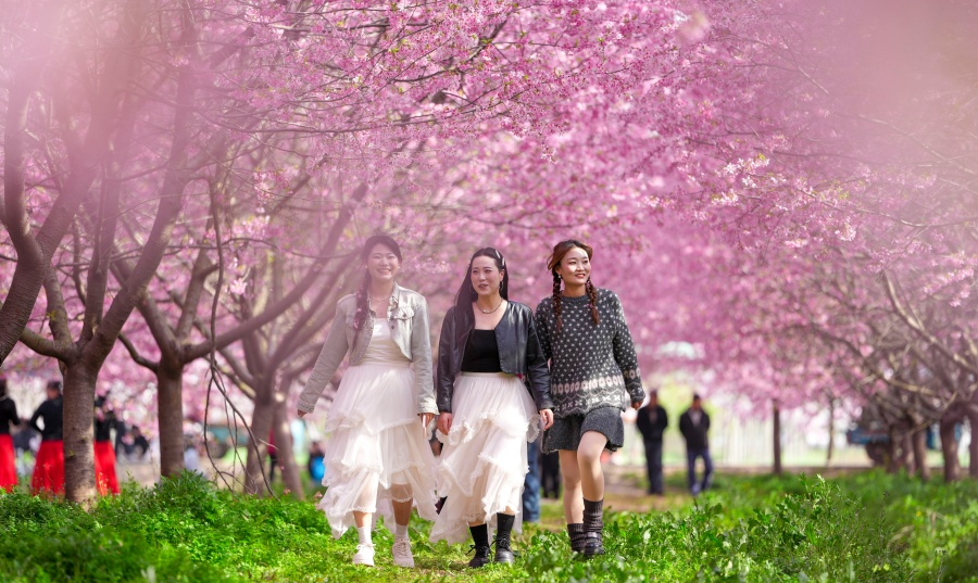 安徽全椒：櫻花開 游客來【8】