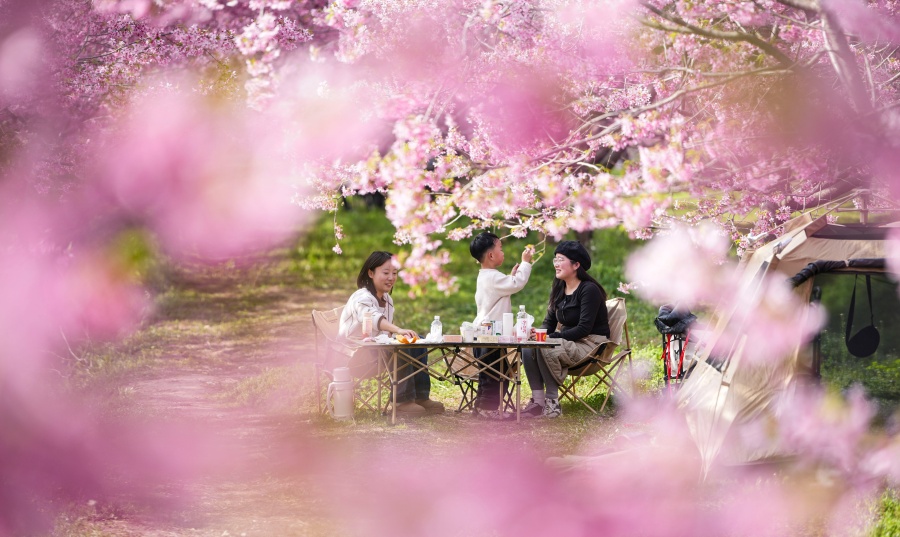 安徽全椒：櫻花開 游客來【9】