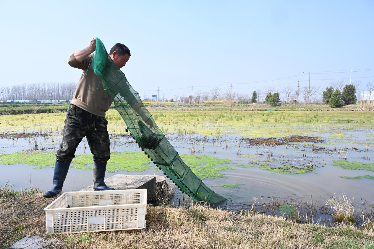杜平在收籠起春蝦。杜剛攝
