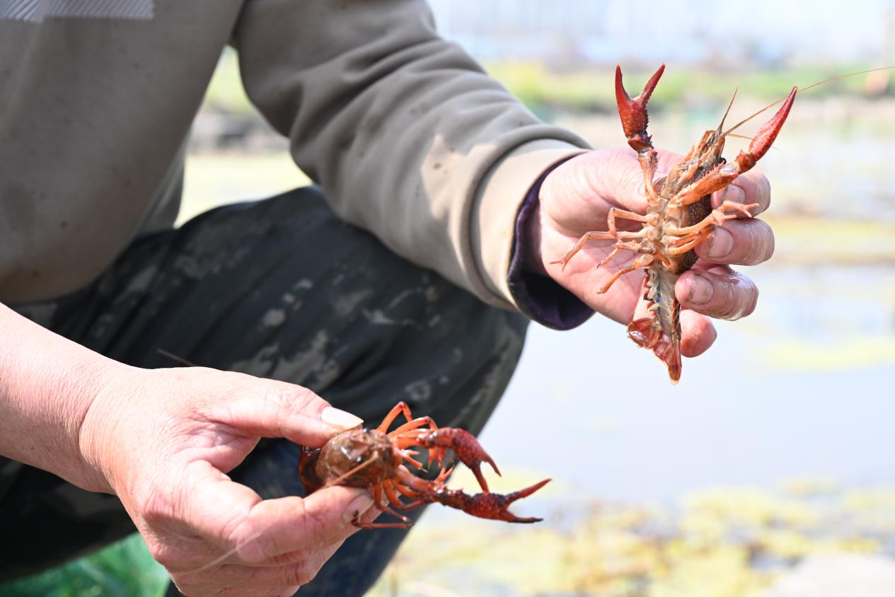 色澤體態上乘的春蝦。杜剛攝