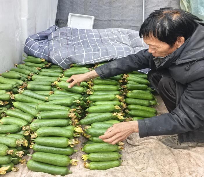 孟海印在整理剛採摘的絲瓜，准備發貨