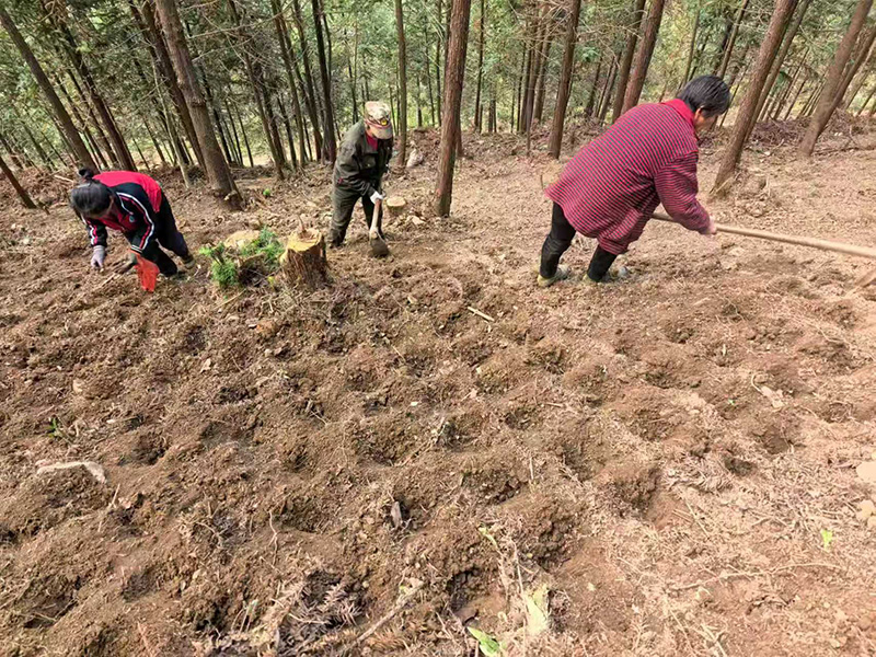 林場工人正在林下種植黃精。旌德縣自然資源與規劃局供圖