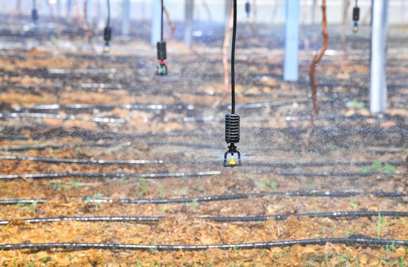 袁中社區一處農業大棚內使用水肥一體化無人噴灌系統。