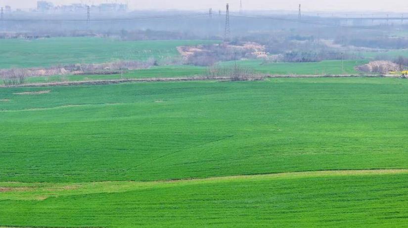 春風吹過,綠浪翻滾。