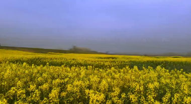 颍河春水绕金浪 皖北水乡醉春光