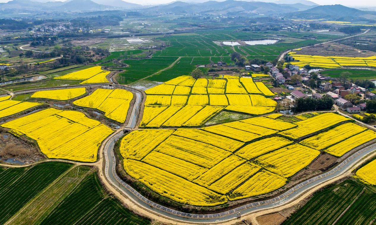 安徽庐江：金色地毯铺山野 冶父山下春意浓