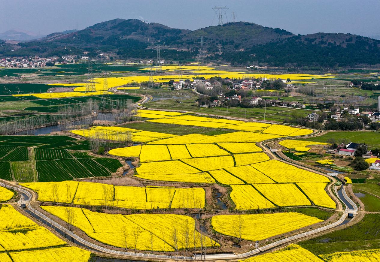 安徽庐江:金色地毯铺山野 冶父山下春意浓【4】