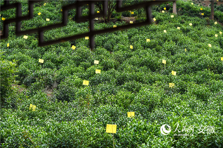 凉亭里看茶山。人民网记者 李希蒙摄