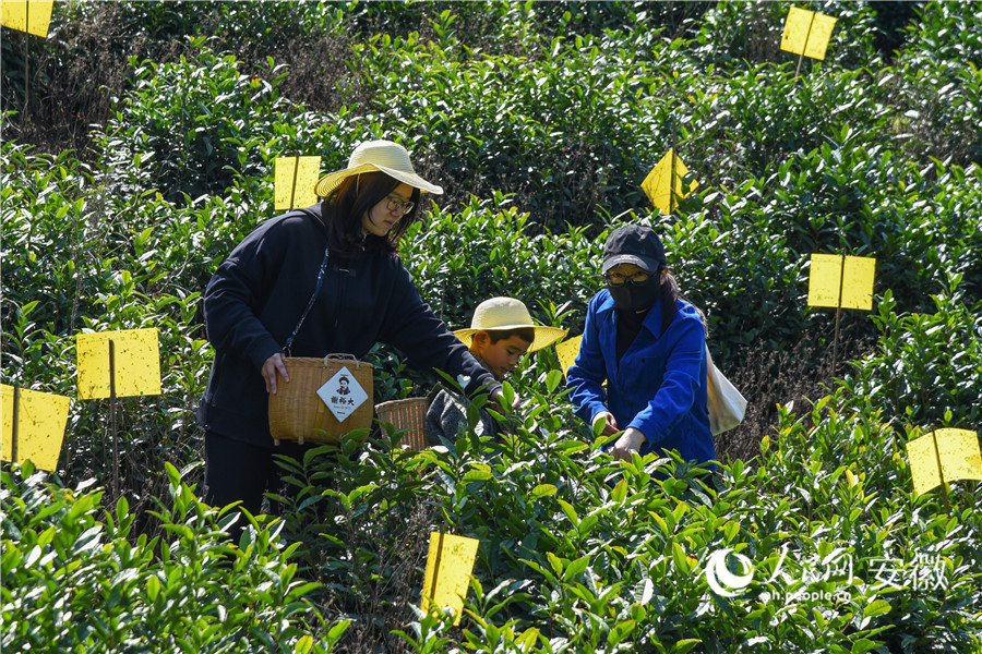 游客体验摘茶乐趣。人民网记者 李希蒙摄