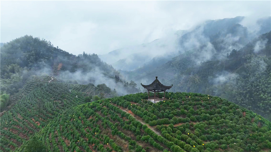 云雾中的茶山风景。富溪乡供图