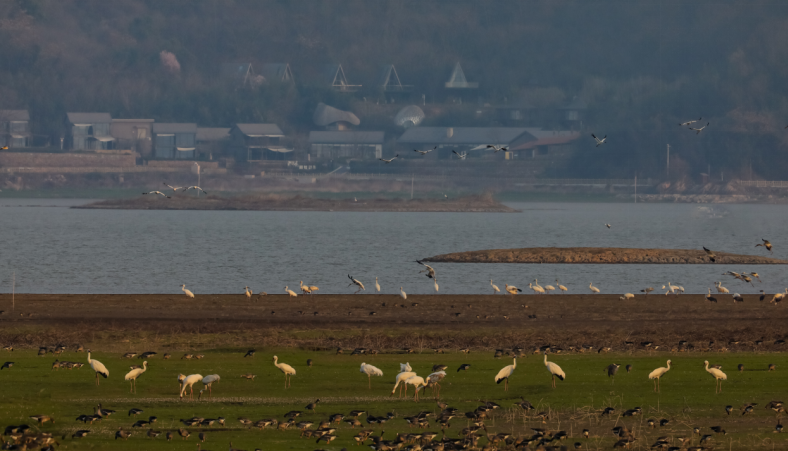 清晨,菜子湖国家湿地公园内的白鹤等鸟类。陈军摄