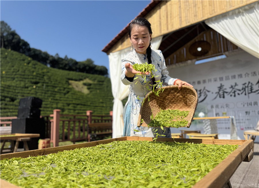 对采摘的鲜嫩芽叶进行摊晾。