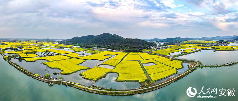 芜湖响水涧万亩油菜花盛放。人民网记者 苗子健摄