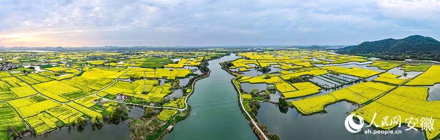 芜湖响水涧万亩油菜花盛放。人民网记者 苗子健摄