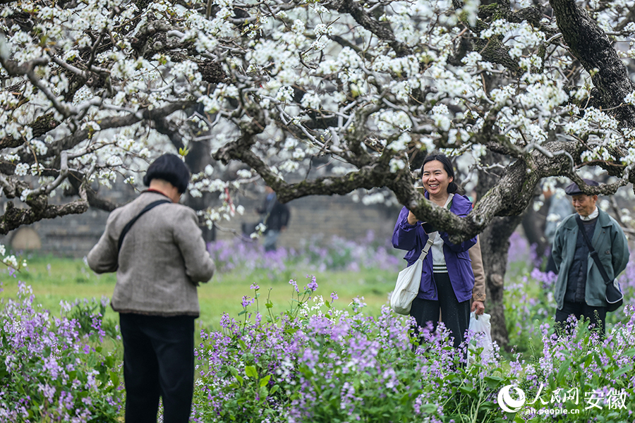 游客在梨樹下拍照。人民網記者 陶濤攝