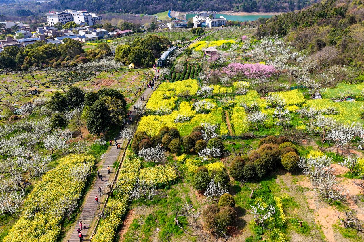 安徽廬江：獨山梨花白如雪 油菜金黃春意濃