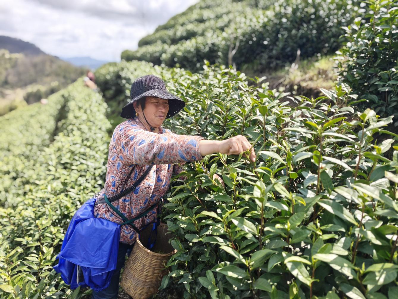 春茶吐翠正当时。