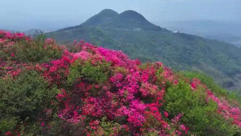 双顶山上杜鹃花开正艳。