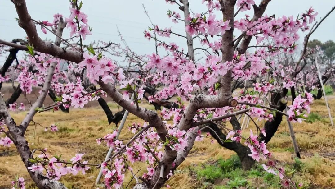桃花渐次开游客踏春来。
