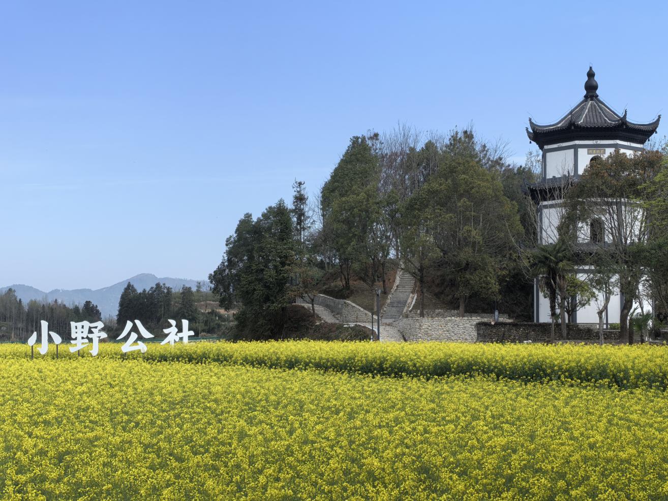 春季花海映古村。小野公社供