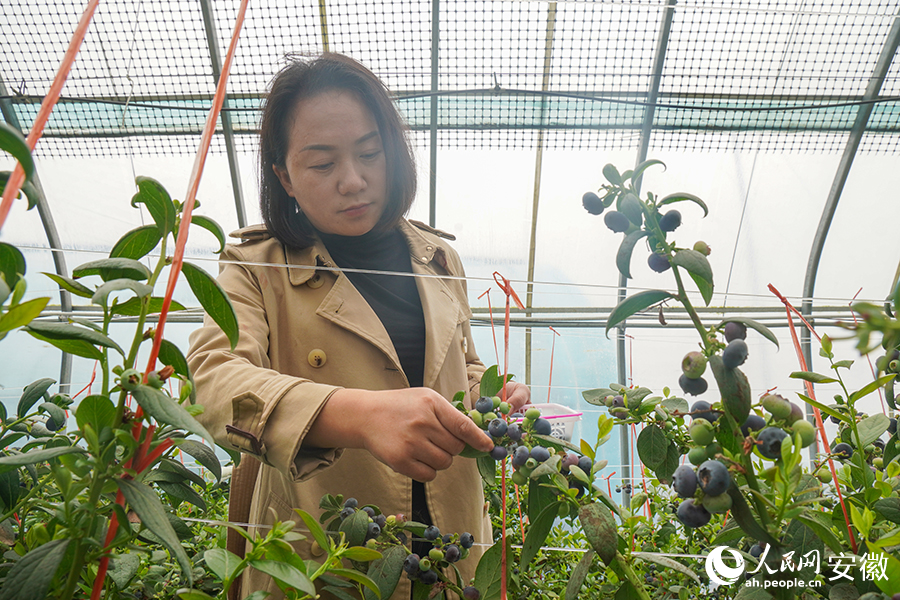 游客体验蓝莓采摘项目。人民网记者 陈若天摄