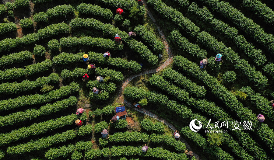 来龙山的茶园又“香”了。人民网记者 张俊摄