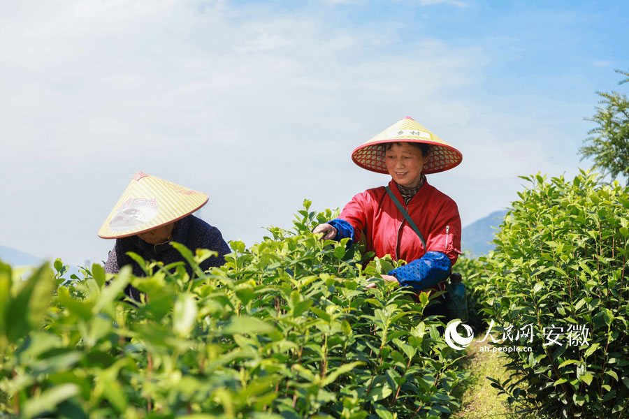 村民在茶园采摘春茶。人民网记者 张俊摄