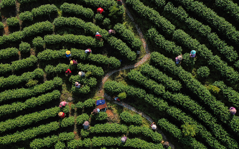 來龍山上採春茶