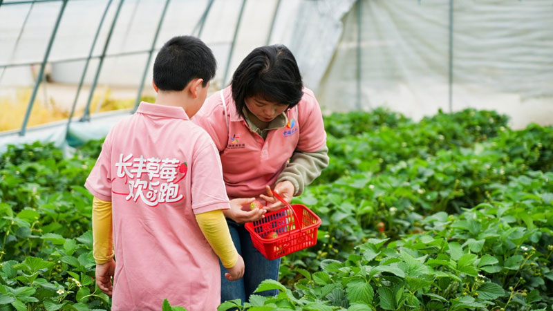 参赛家庭采摘草莓。长丰县委宣传部供图