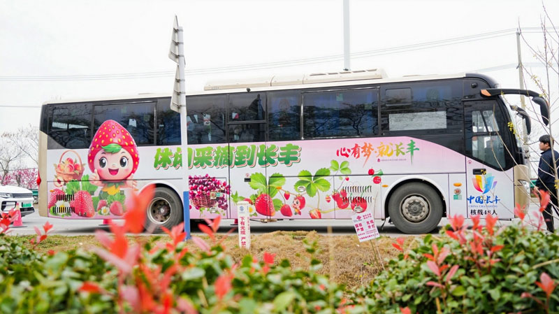 2026长丰县第二届草莓采摘亲子游大巴车。